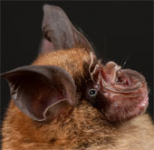 SARS virus originates from large ear bats