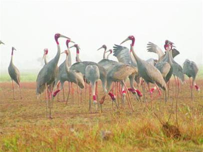 Sarus Crane appeared in Tram Chim National Park (Dong Thap)
