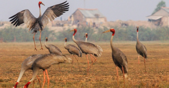 Sarus cranes leave Vietnam to Cambodia