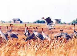 Sarus cranes lose their living land