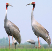 Sarus cranes return to live on Kien Giang land