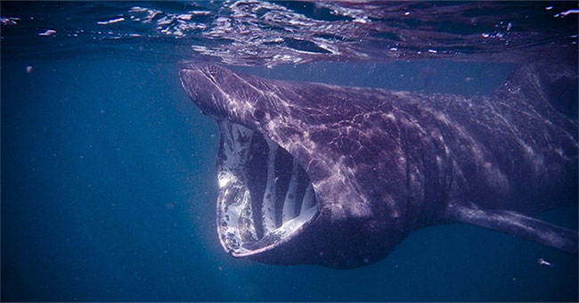 Satellites cling to the mysterious sun shark