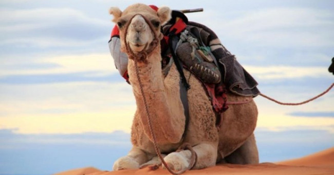 Saudi Arabia imports camels from Australia and the facts startle you