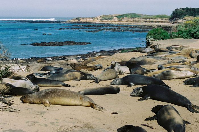 Save 100 young seals on the Dutch coast
