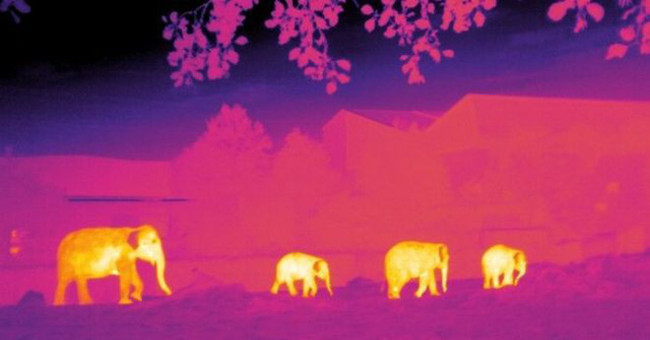 Save rare animals with ... astronomy