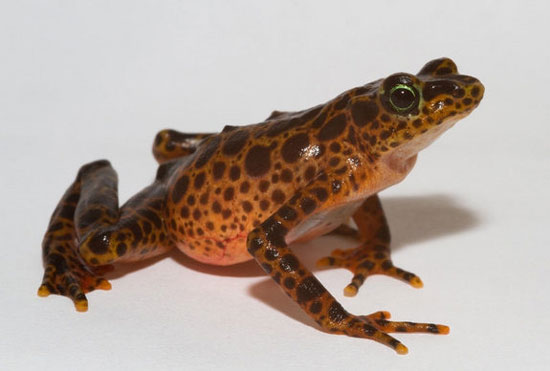 Save the frog from the risk of global wiping