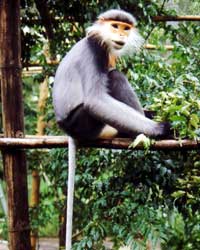 Save the life of a rare and precious langur