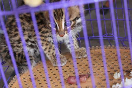 Save the rare forest cat from the popular rice shop
