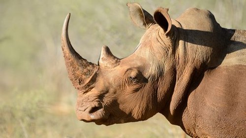 Save the rhino's synthetic rhino horn