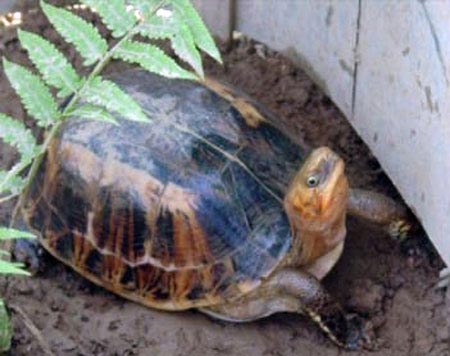 Saving 34 lives of rare turtles