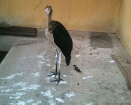 Saving the life of the Old bird of the Java species is rare