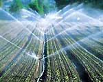 Saving water for cotton plants