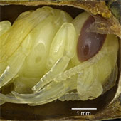 Scan CT for ancient fossil analysis