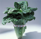 Scarcity of food has 'super trees'
