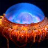 Scary aquatic monsters on Earth