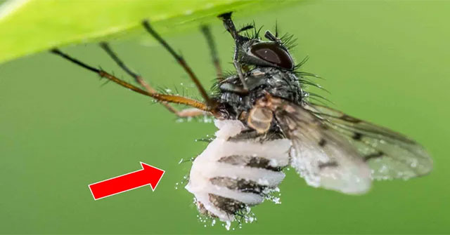 Scary creatures turn prey into undead and eat off organs
