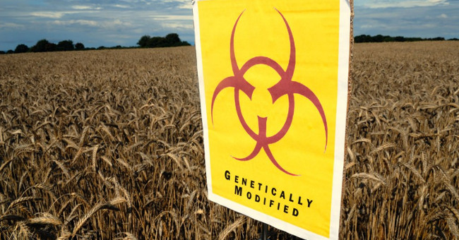 Scary effects of genetically modified plants