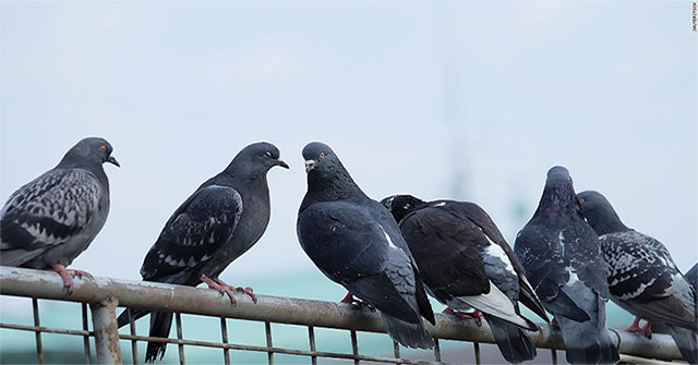 Scary finding: Deformed dove feet in urban areas