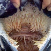 Scary jaws of leather turtles