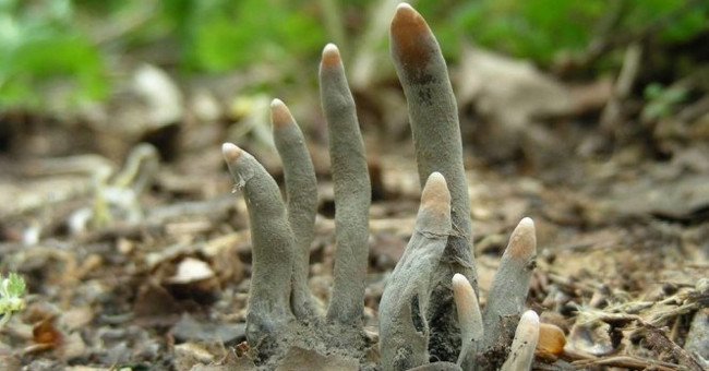 Scary mushroom people dead fingers rise like zombies