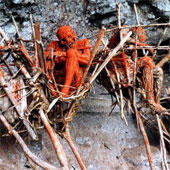 Scary of smoked mummies on the cliff