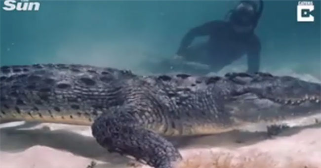 Scary people who watch diver confront the giant crocodile in Mexico