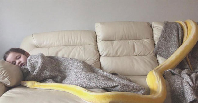 Scary person who looks 5 year old intimate girl with giant python