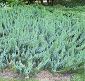 Scary plants