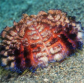 Scary 'sparks' in the ocean