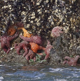Scary virus massacres millions of starfish
