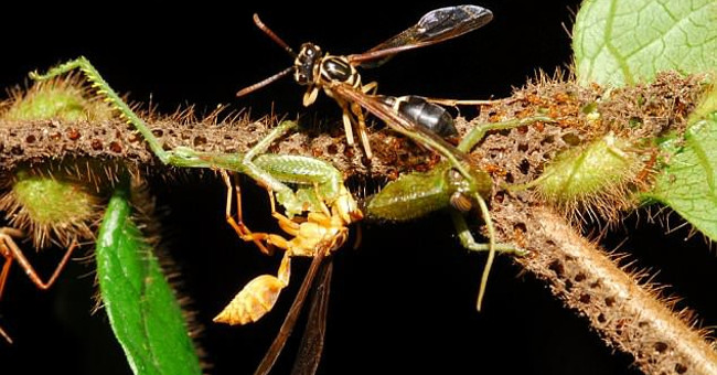 Scary with a medieval trap of small ants, it cuts 50 times more prey