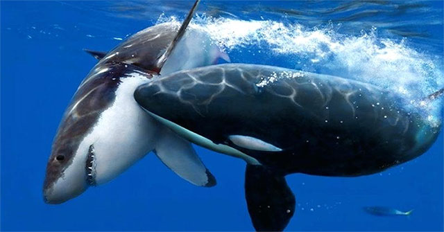 Scattering fears for great white sharks
