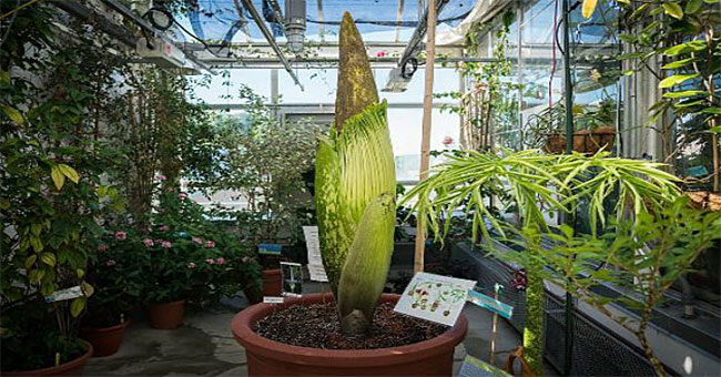 Scavenger flowers are about to bloom in America