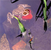 Scene of frog riding rare goldfish
