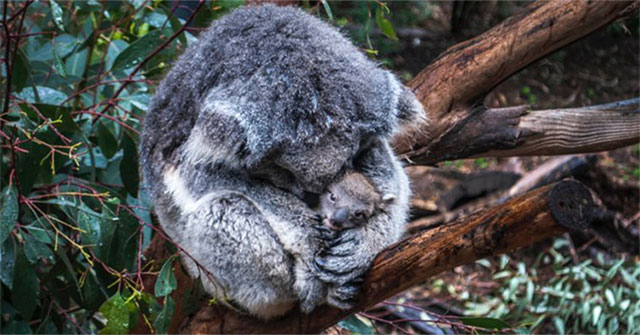 Science claims the official koala bear 'extinct in function' but what does that mean?