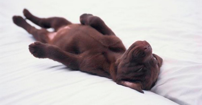 Science concludes: Dogs sleep like dreams