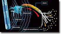 Science determines temperament