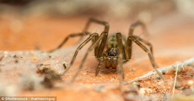 Science determines the time when spiders are most likely to occur in the home