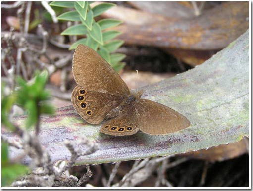 Science has a new butterfly