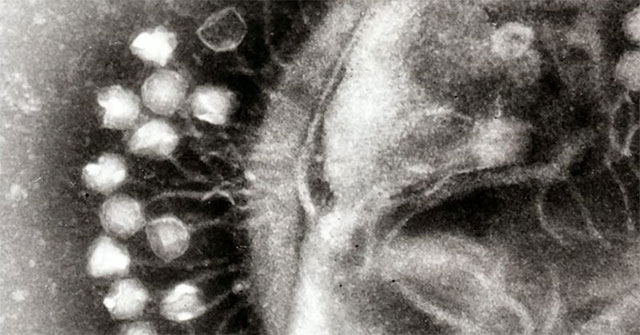 Science has discovered giant viruses with the ability to 'steal' other species' characteristics