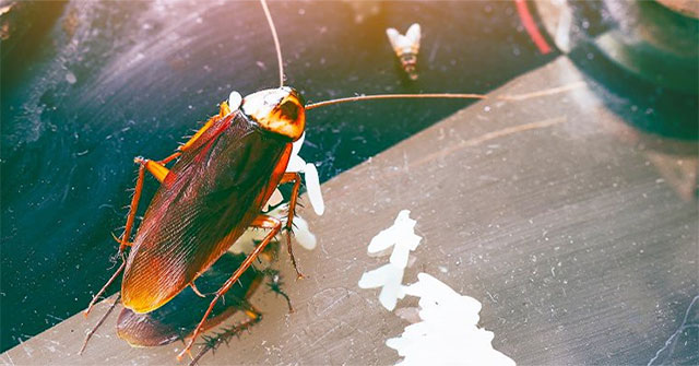 Science has just found an extremely horrible ability of German cockroaches