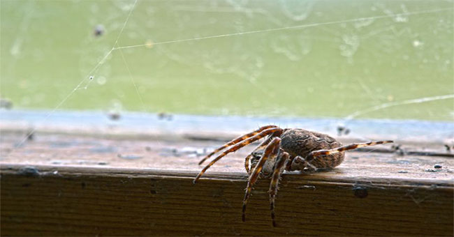 Science has proven: Spider is a friend, not an enemy!