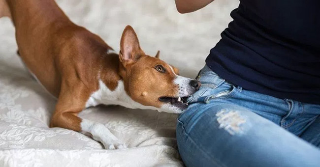 Science has proven: The weaker the psychology, the more likely you are to be bitten by a dog