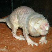 Science honors mole mice