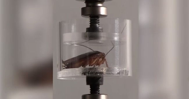 Science kills cockroaches to create cockroaches.  Free to save the world?
