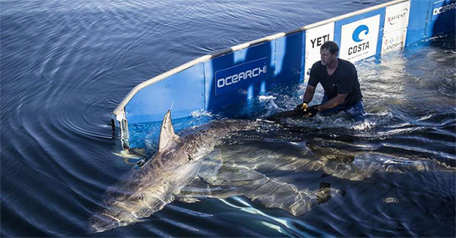 Science now uses satellites to help sharks not become extinct