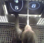 Science proves that monkeys can do math