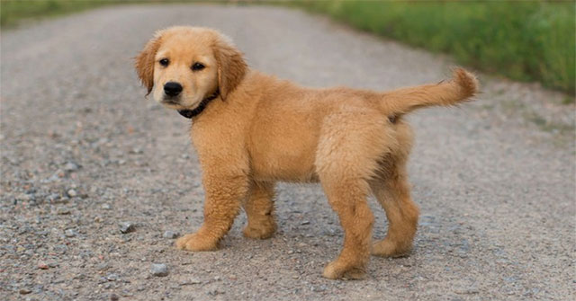 Science proves we shouldn't scold dogs