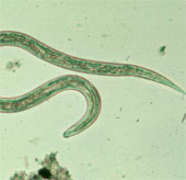 Science successfully deciphered the hookworm genome