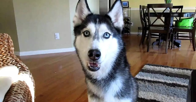 Science thinks dogs can talk like humans